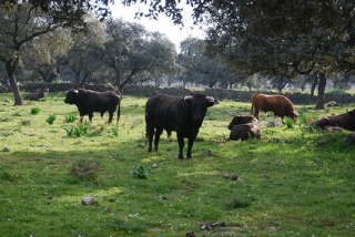 los toros en su habitat natural.jpg